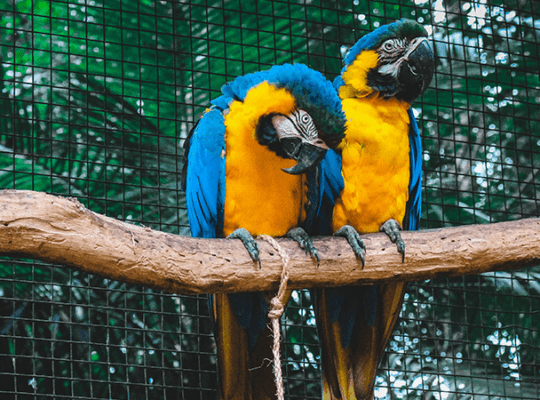 Macaw female with DNA